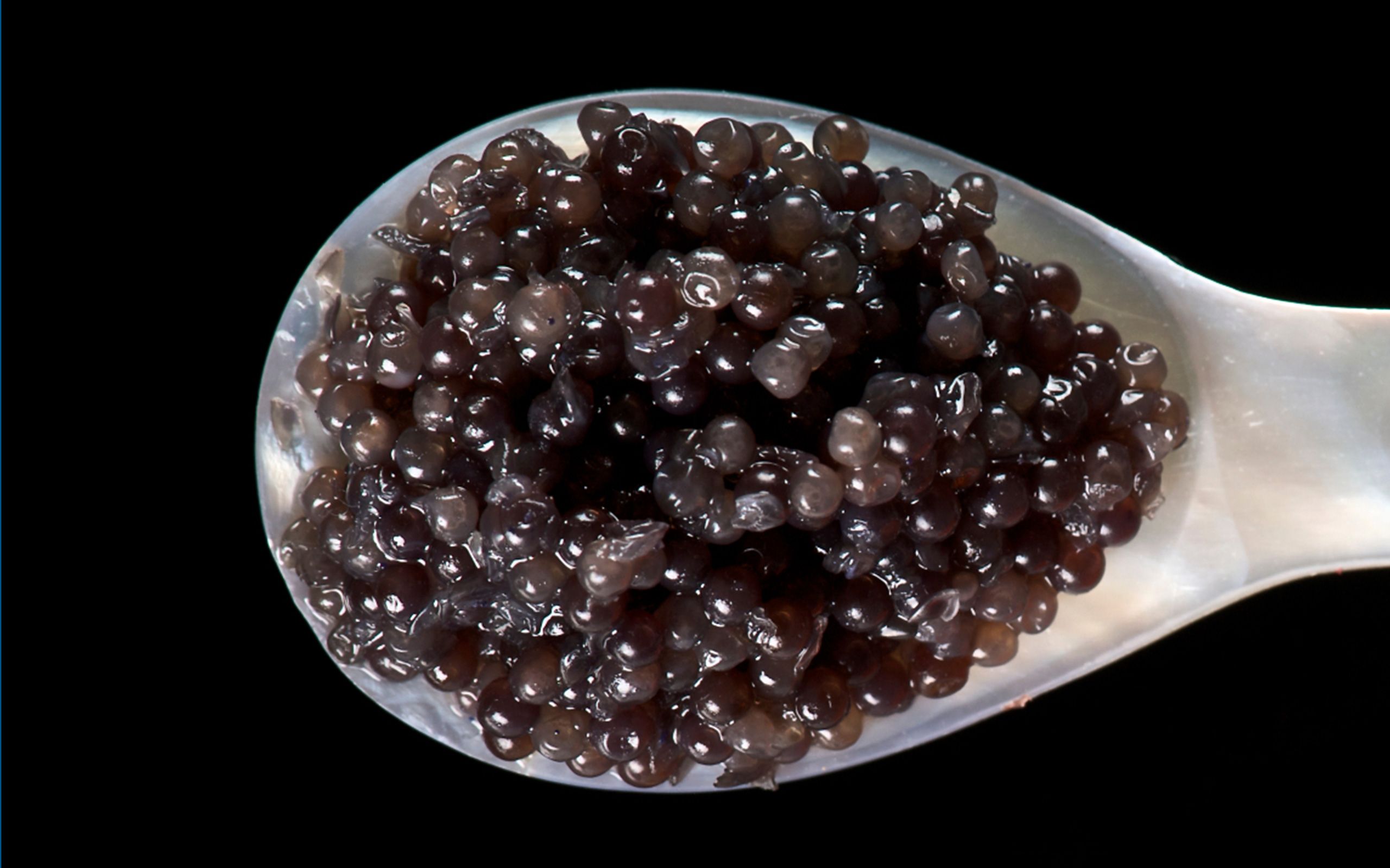 Caviar Tasting in Granada
