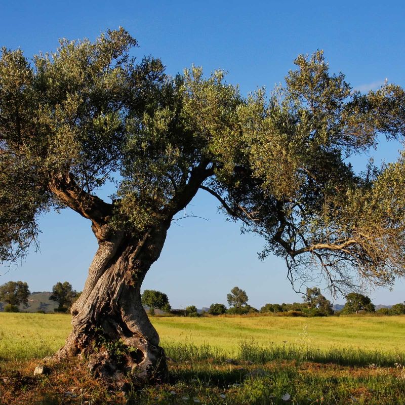 Olive Oil Tasting in a Family-Owned Andalucía Olive Grove