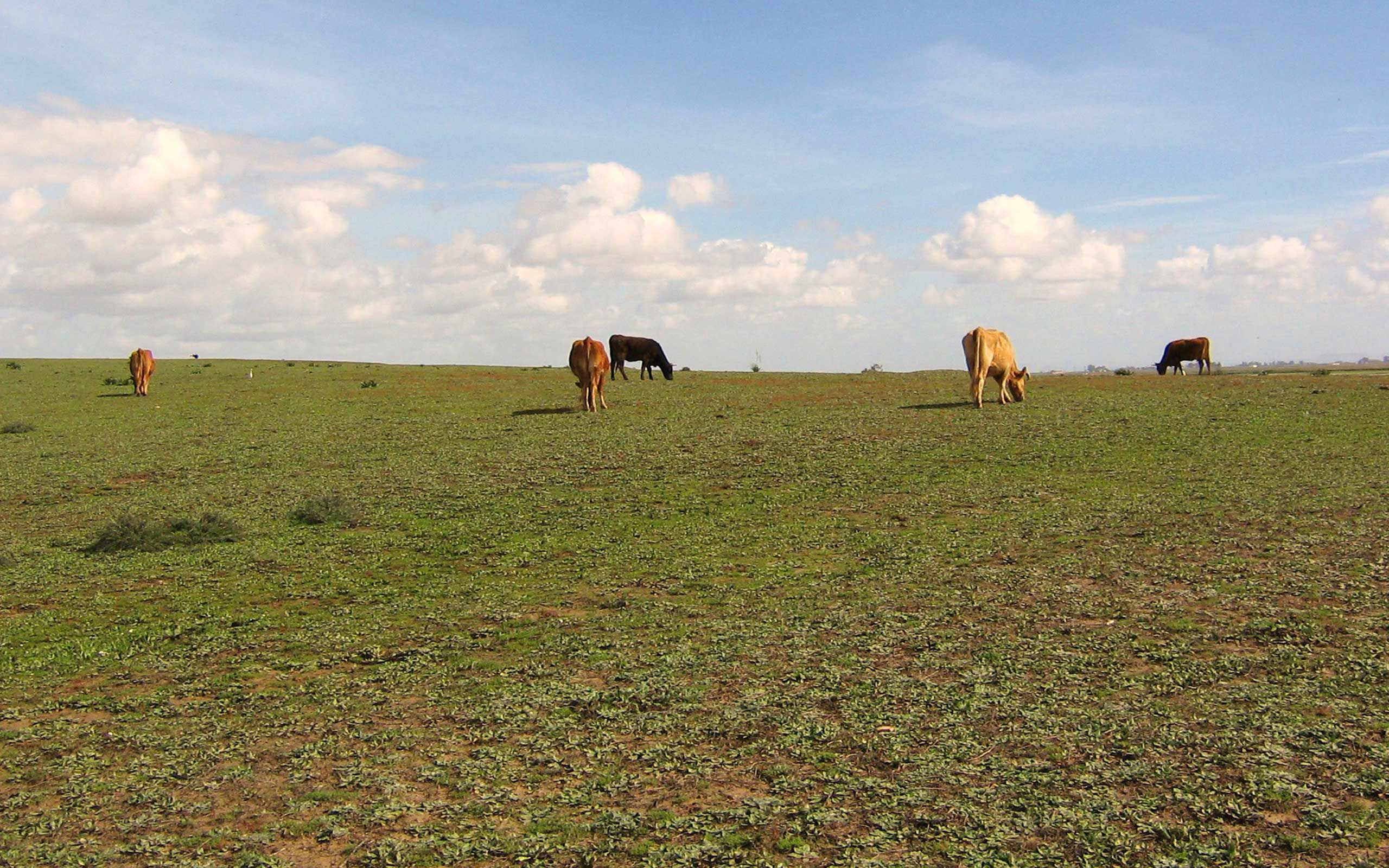 Visit to a Brave Bull’s Ranch Outside of Sevilla