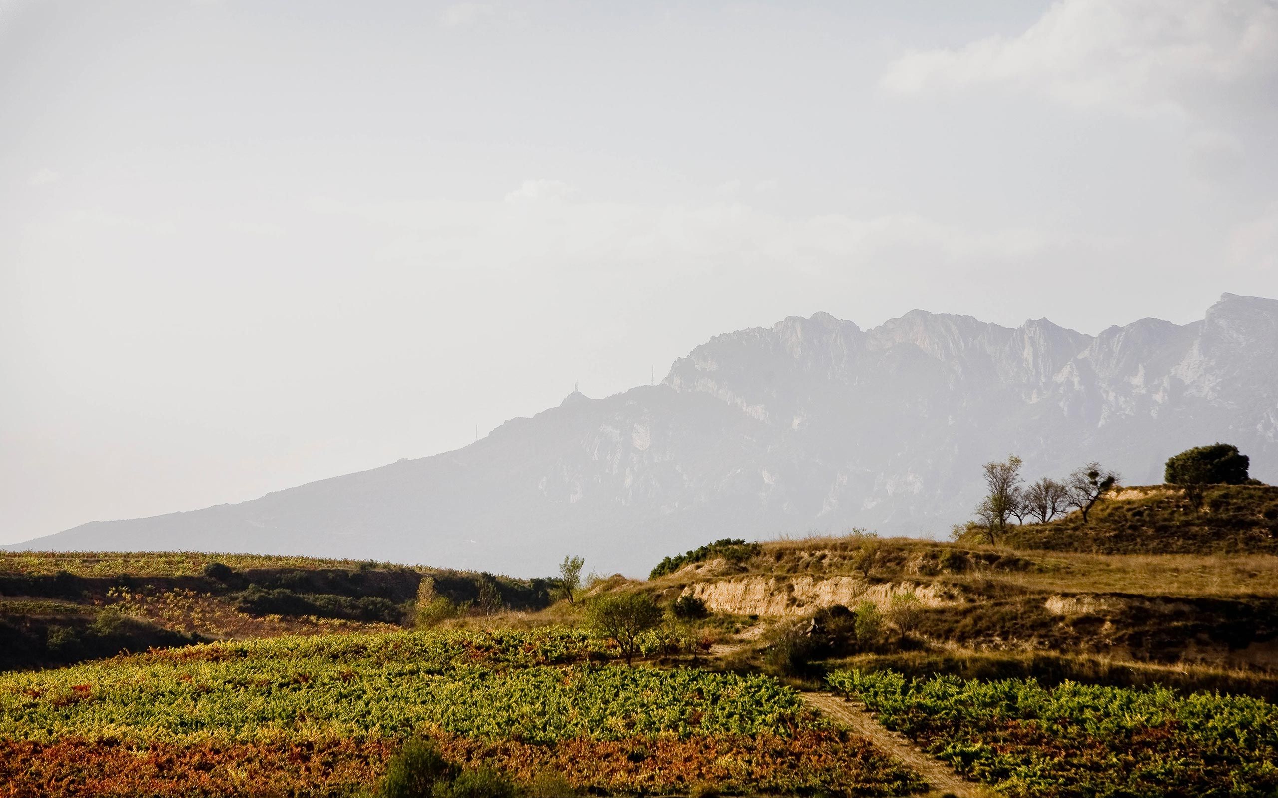 Wine Tasting and Lunch at a La Rioja Palace with the Owner