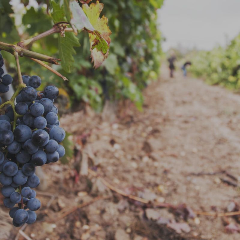 Private Tour of Ribera del Duero Wine Region