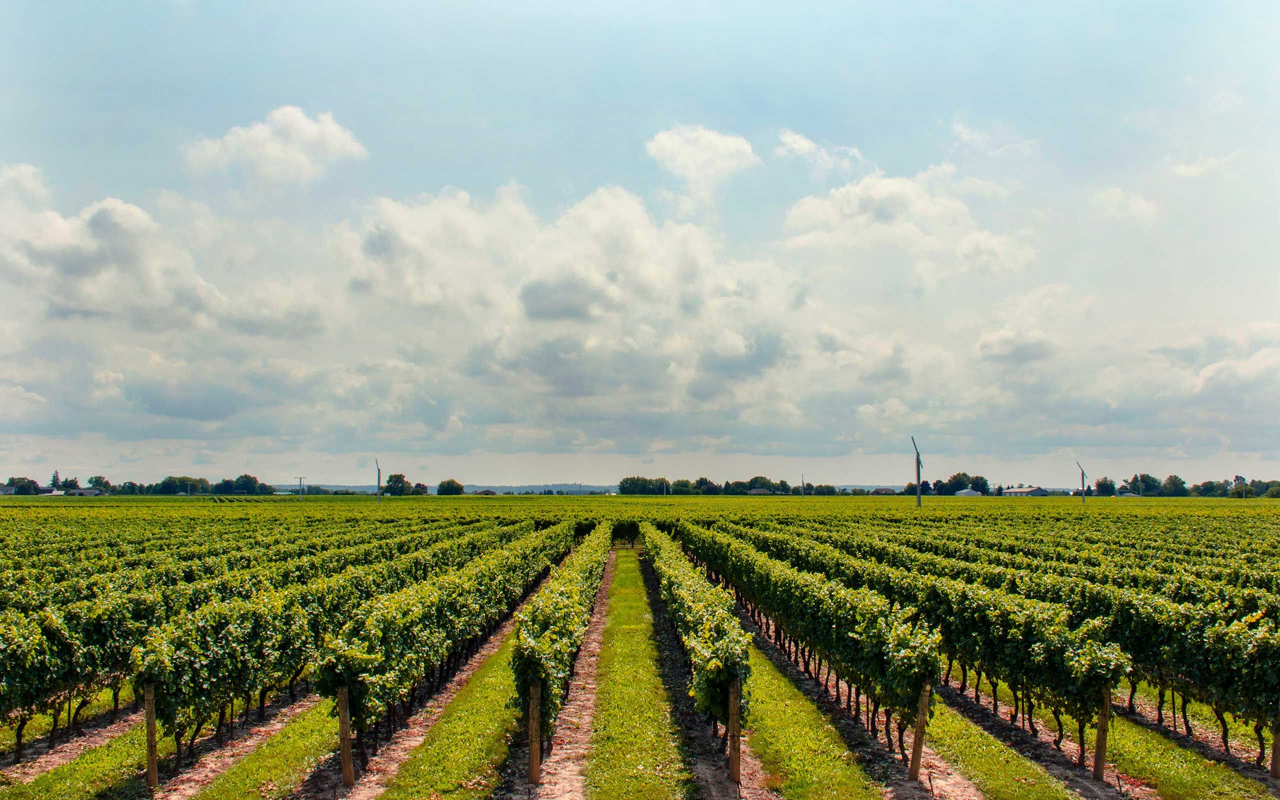 Ribera del Duero Vineyard Visit with Seasonal Grape Picking